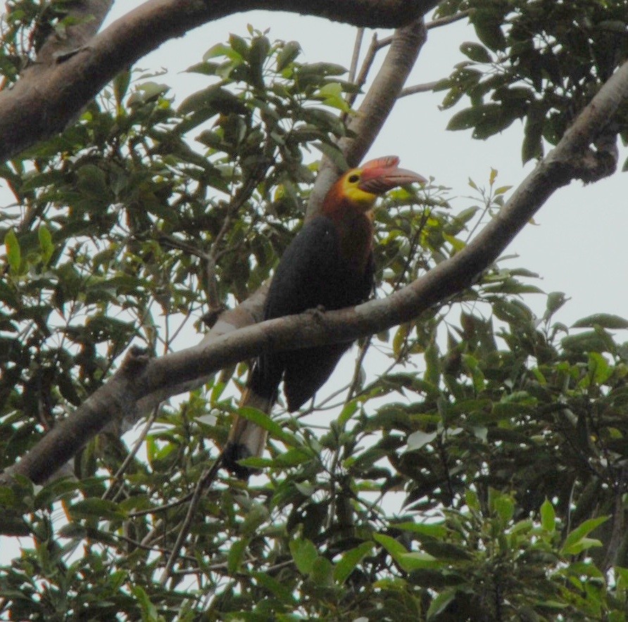 Writhe-billed Hornbill - ML204202251