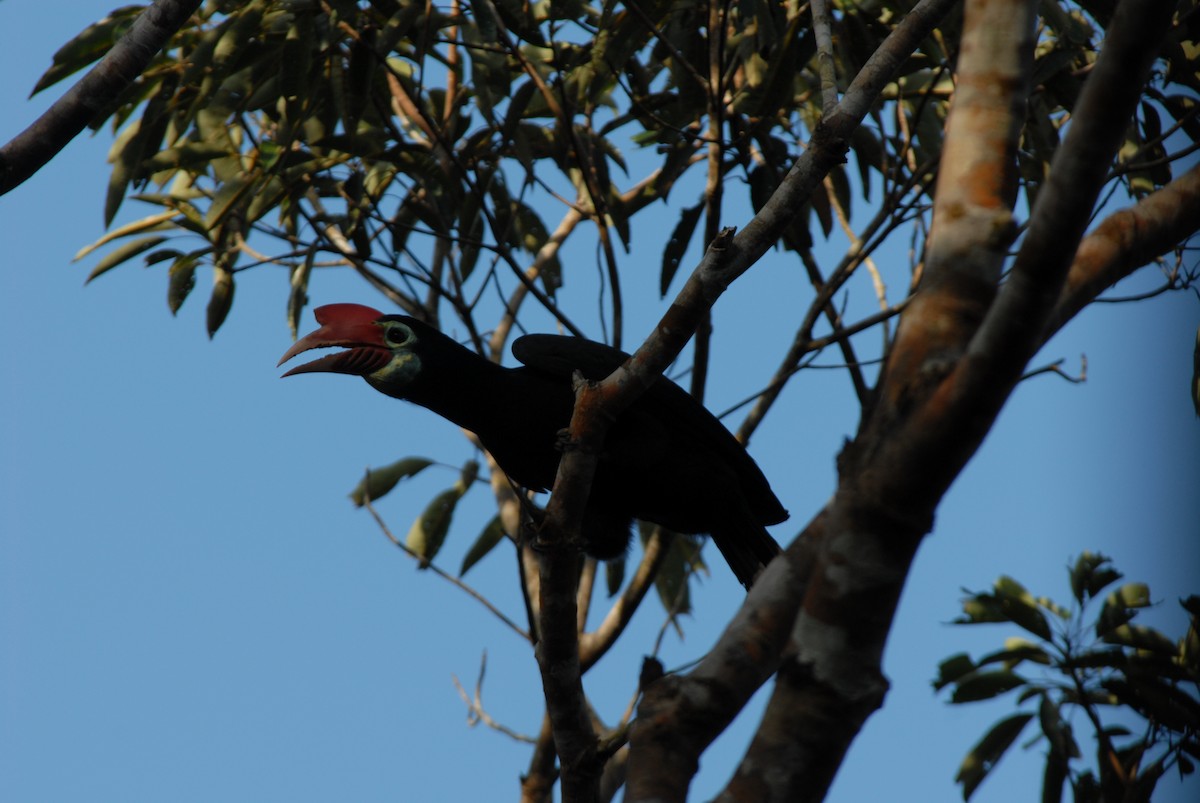 Writhe-billed Hornbill - ML204202291