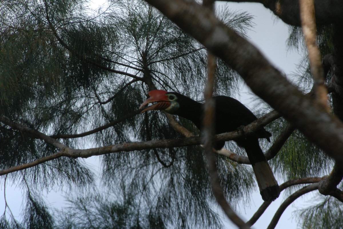 Writhe-billed Hornbill - ML204202301