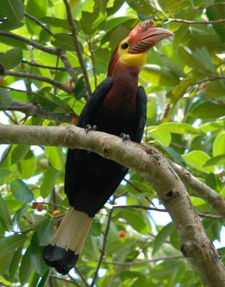 Writhe-billed Hornbill - ML204202311