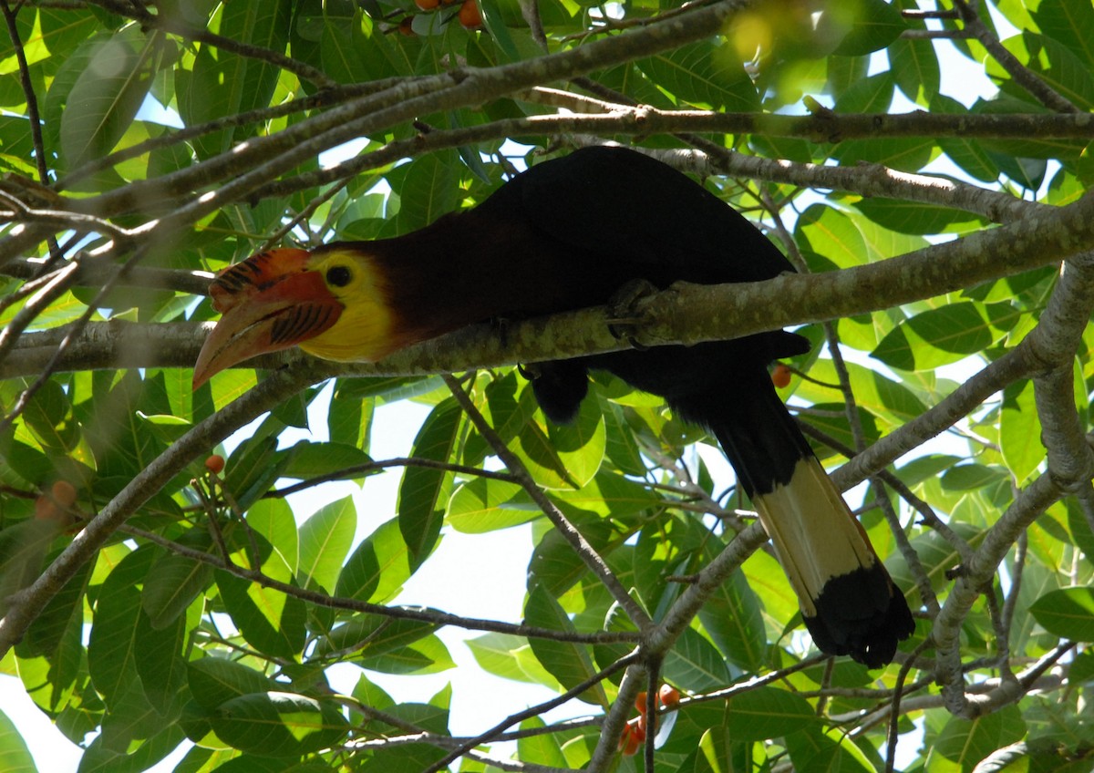 Writhe-billed Hornbill - ML204202321