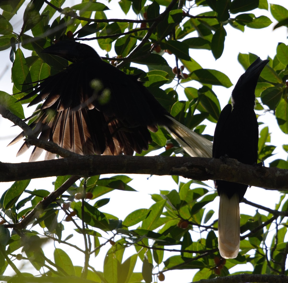 Sulu Hornbill - ML204202391