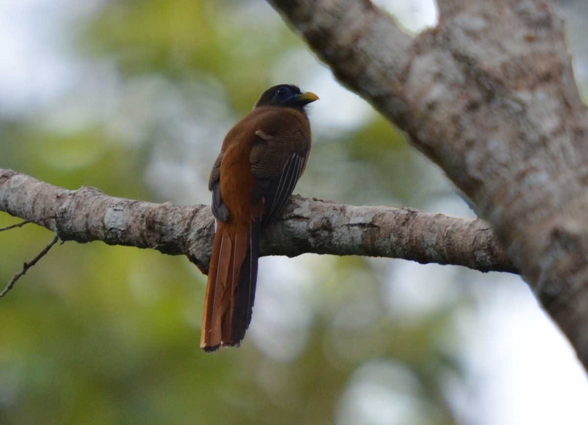 Philippine Trogon - ML204202511