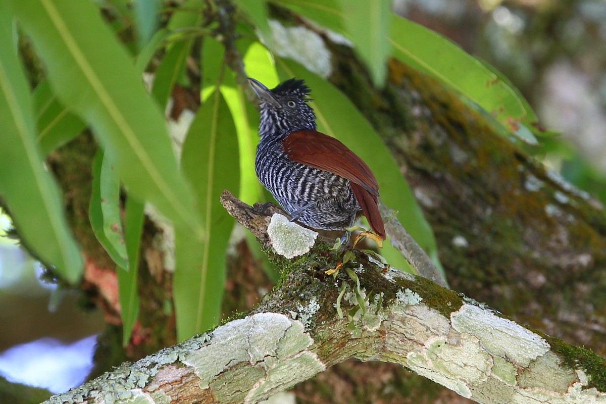 Chestnut-backed Antshrike - Josef Widmer