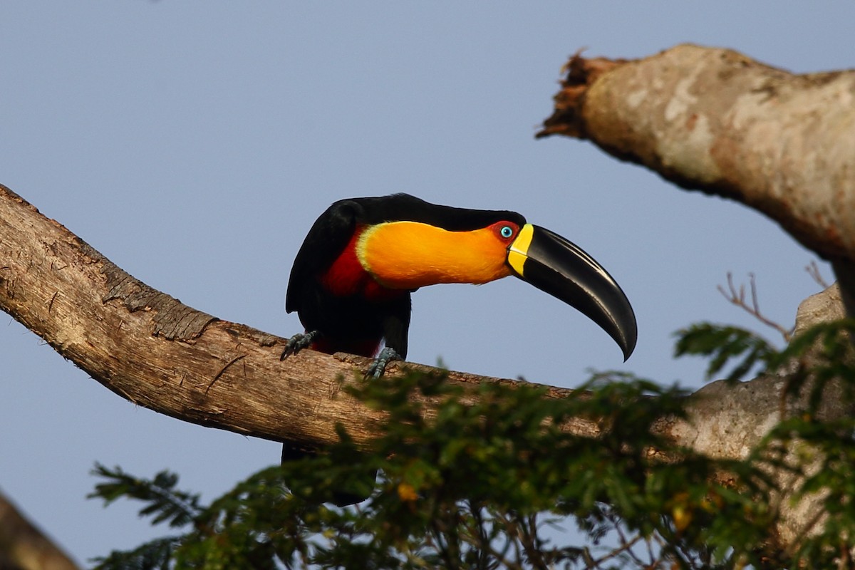 Channel-billed Toucan - ML204203931