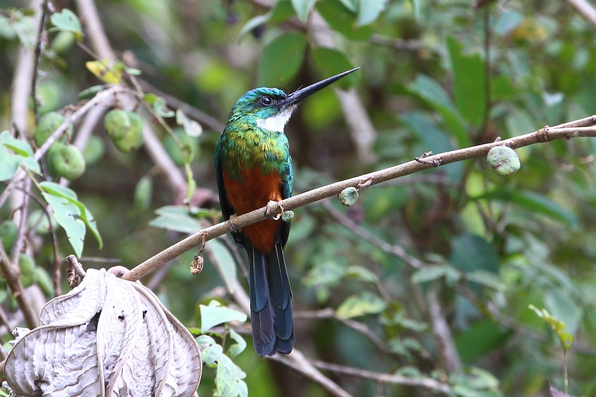 Green-tailed Jacamar - Josef Widmer