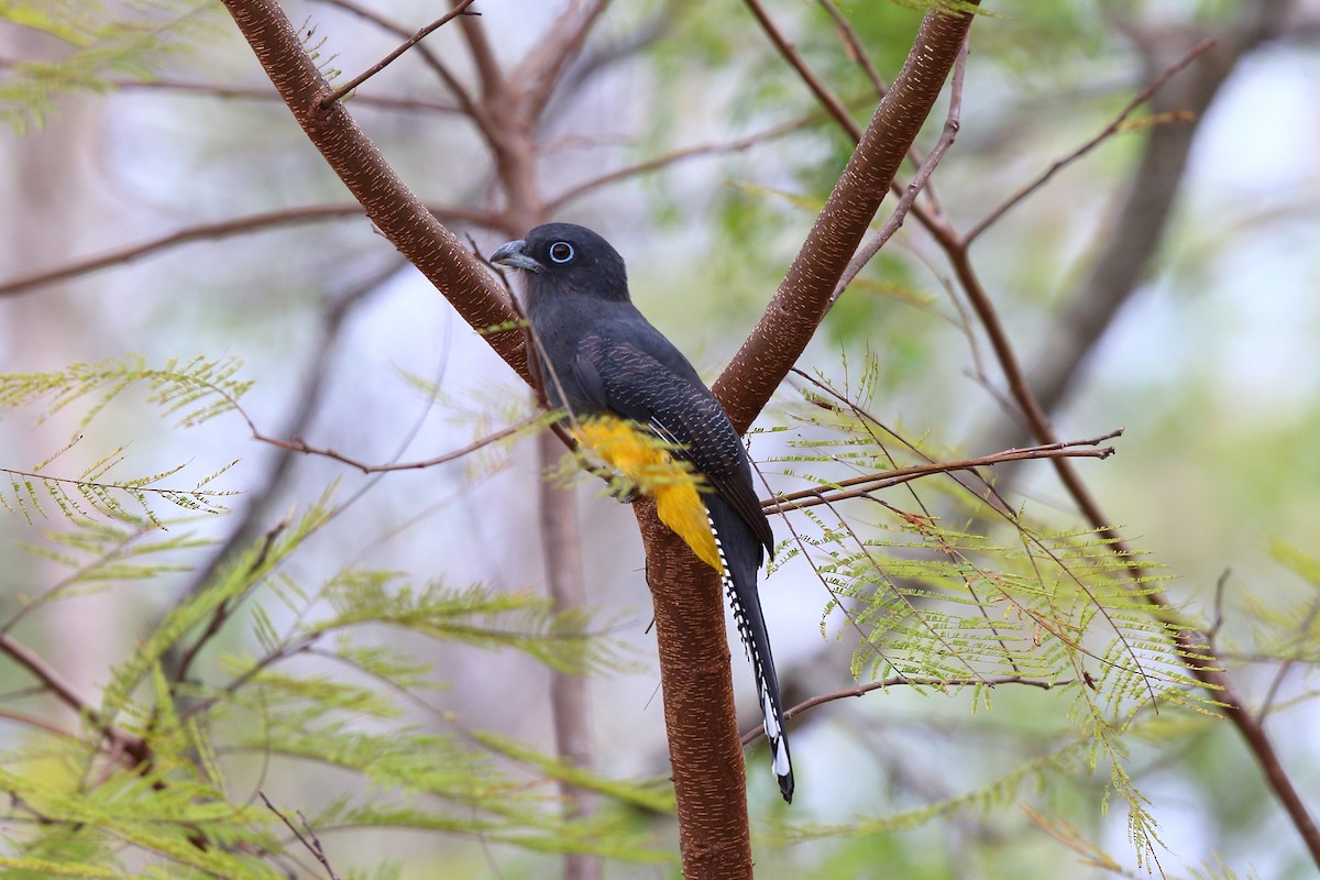 trogon guyanský - ML204204101