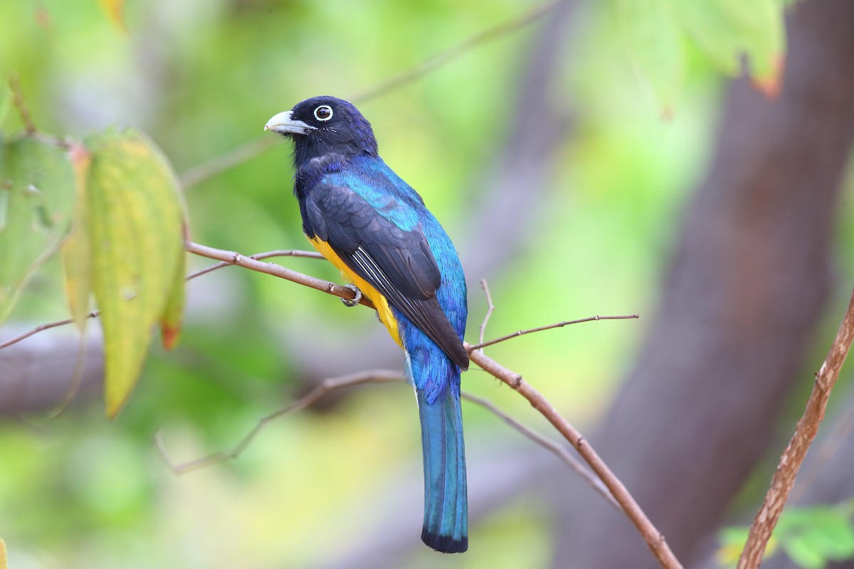 trogon guyanský - ML204204111