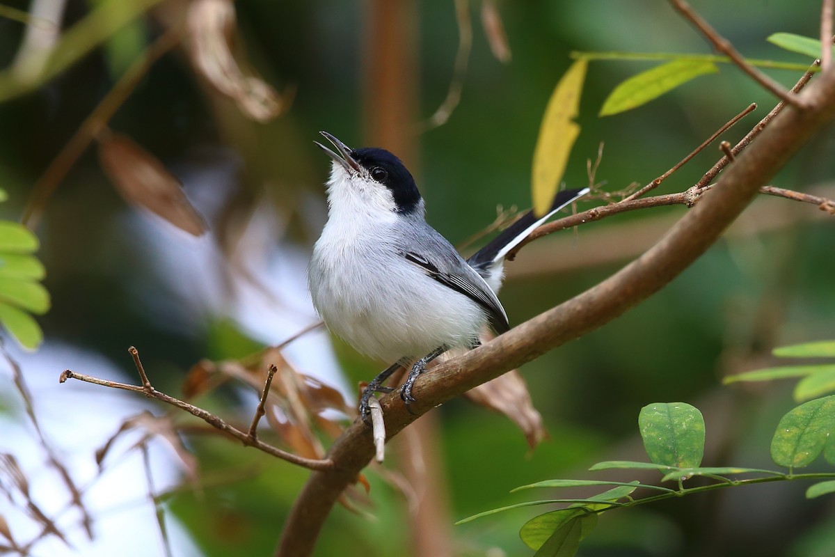 Tropical Gnatcatcher - ML204204191