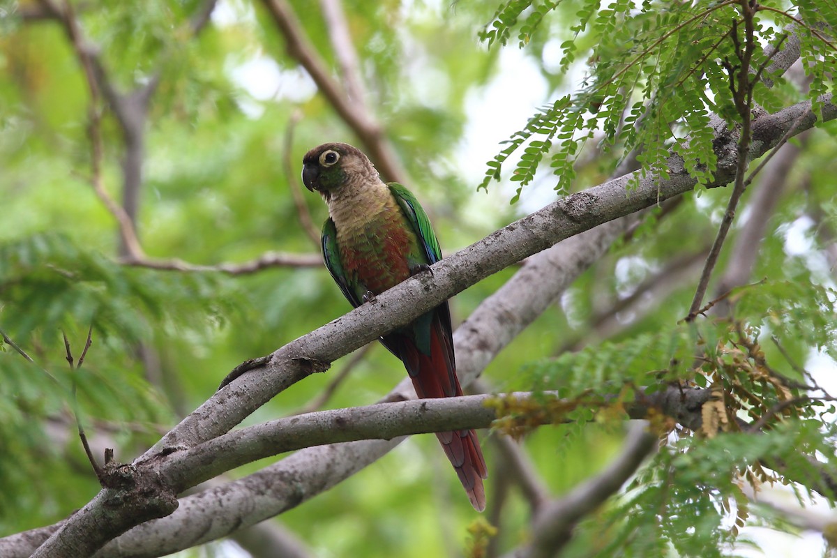 Green-cheeked Parakeet - Josef Widmer