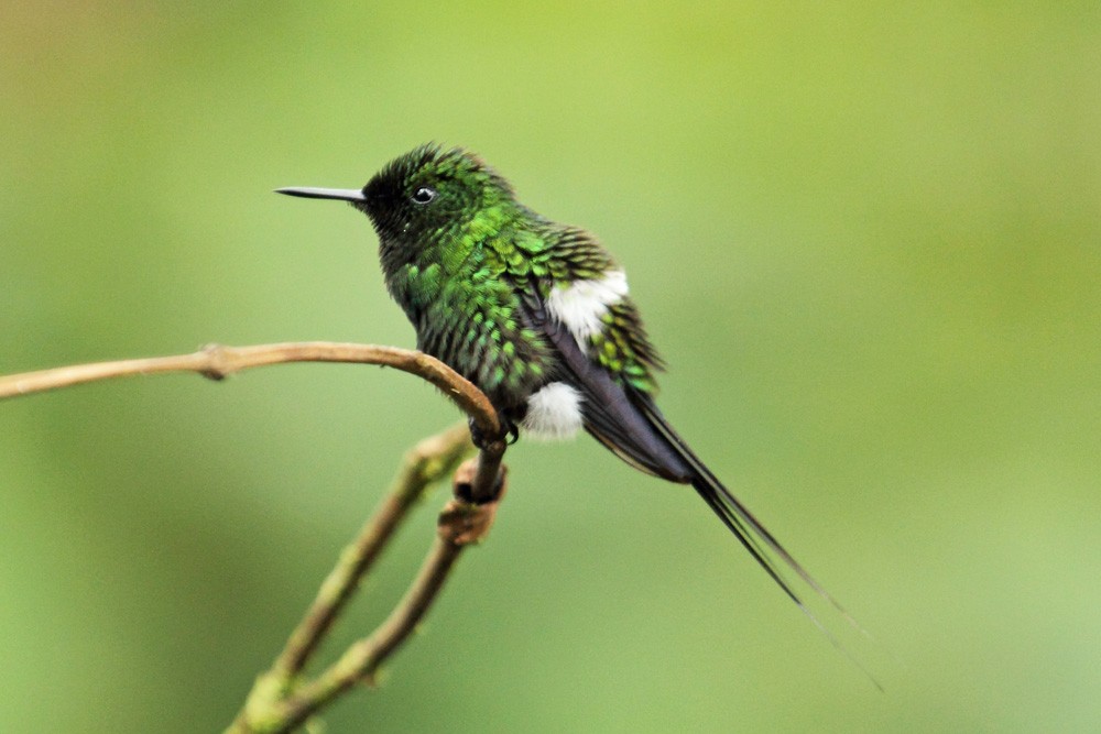 Green Thorntail - ML204204291