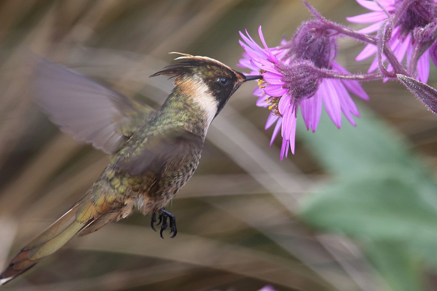 Buffy Helmetcrest - ML204204431