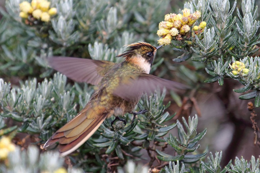 Colibri de Stübel - ML204204441