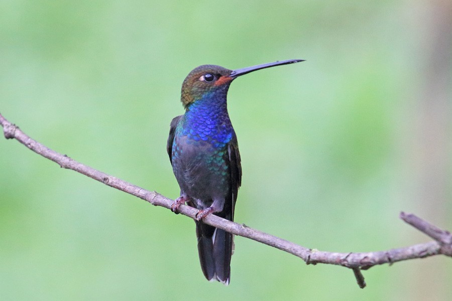 Rufous-gaped Hillstar - ML204204521