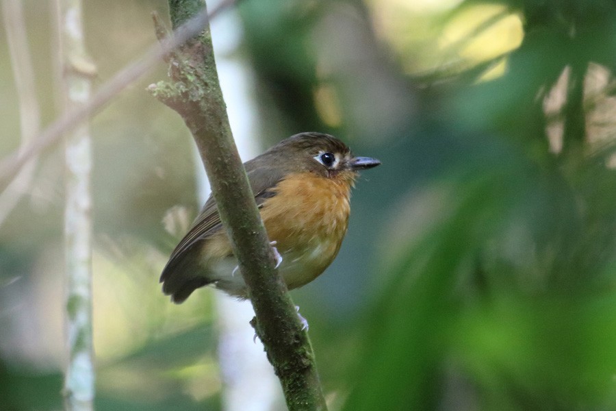 Rostbrust-Ameisenpitta (ferrugineipectus) - ML204204561