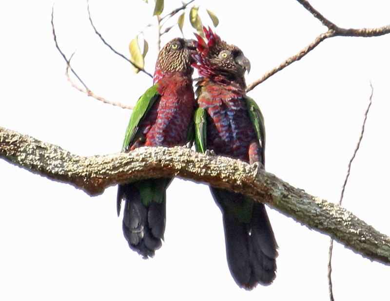 Red-fan Parrot - ML204204651