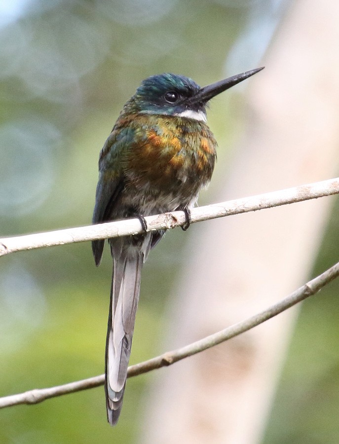 Bronzy Jacamar - ML204204671