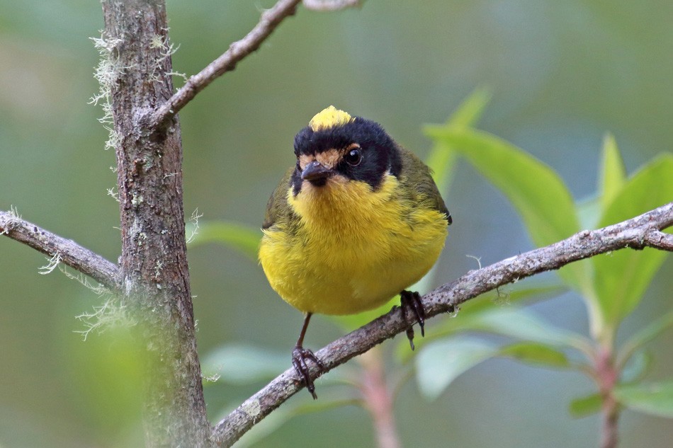 Yellow-crowned Redstart - ML204204691