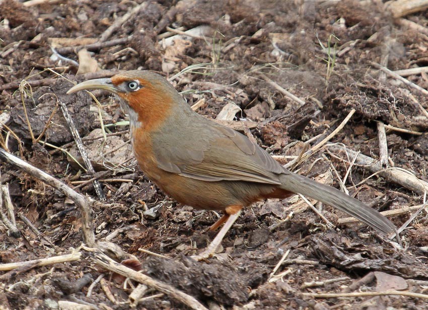 Rusty-cheeked Scimitar-Babbler - ML204204711