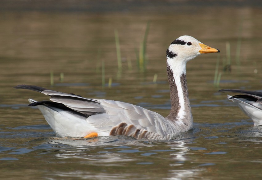 Bar-headed Goose - ML204204751