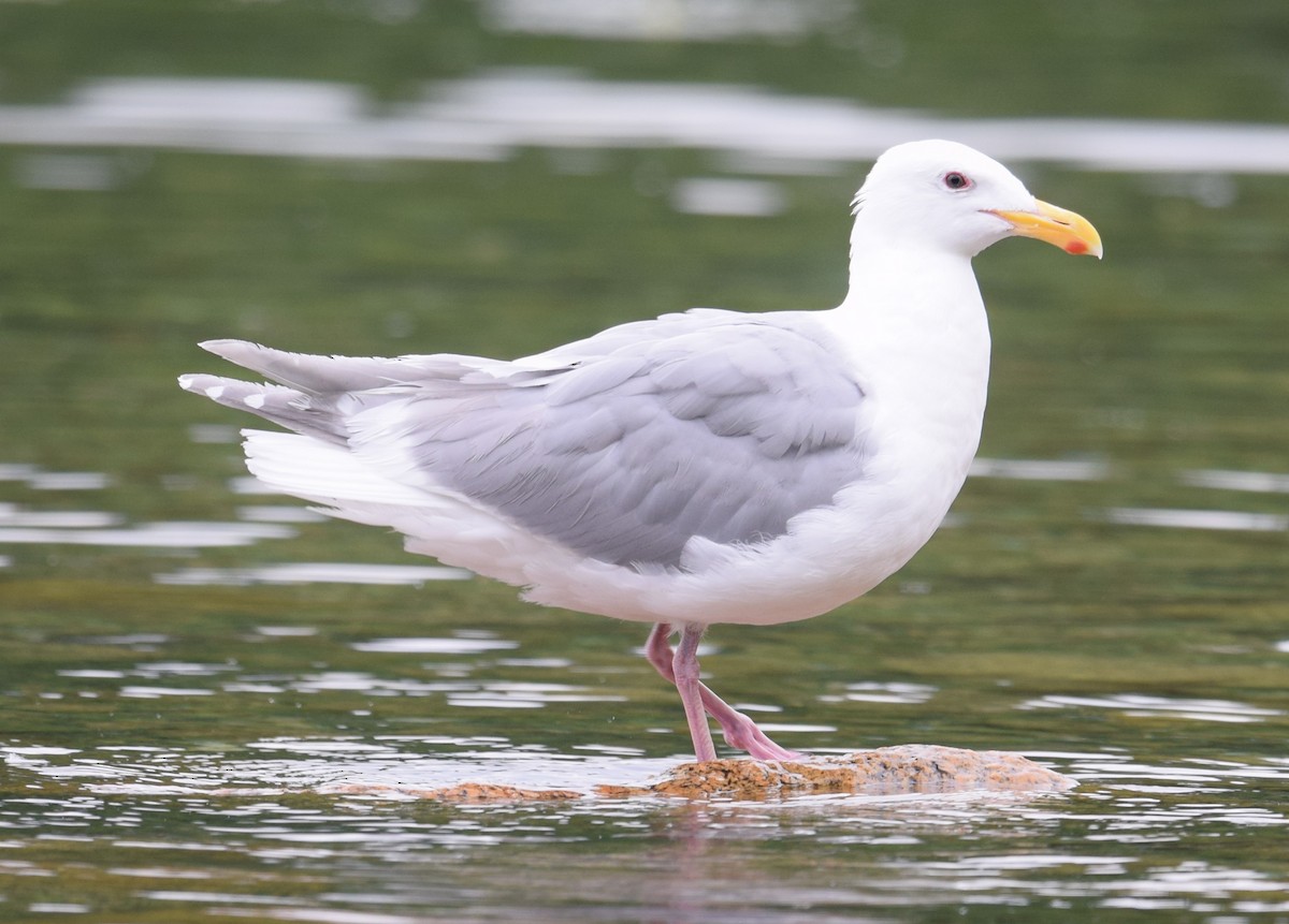 Glaucous-winged Gull - Lorenzo Vinciguerra