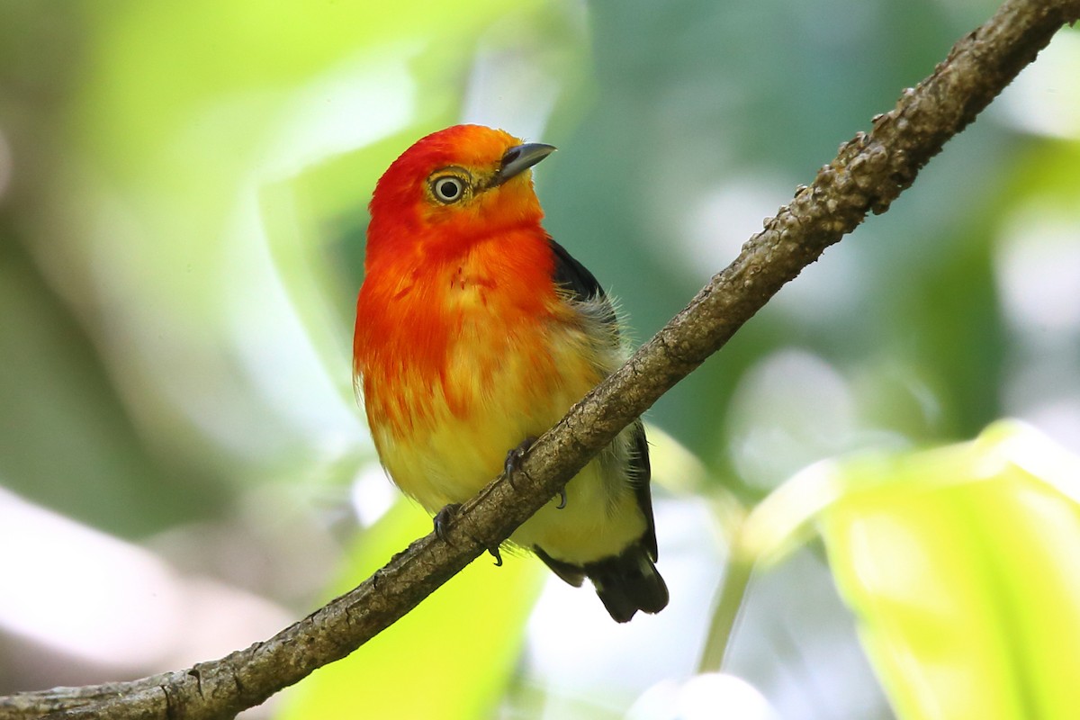 Band-tailed Manakin - Josef Widmer