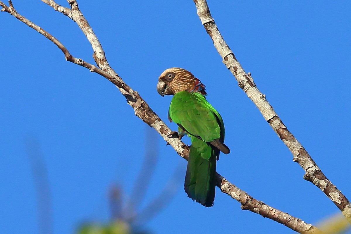 Red-fan Parrot - Josef Widmer