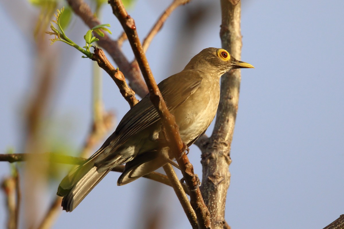 Spectacled Thrush - ML204206261