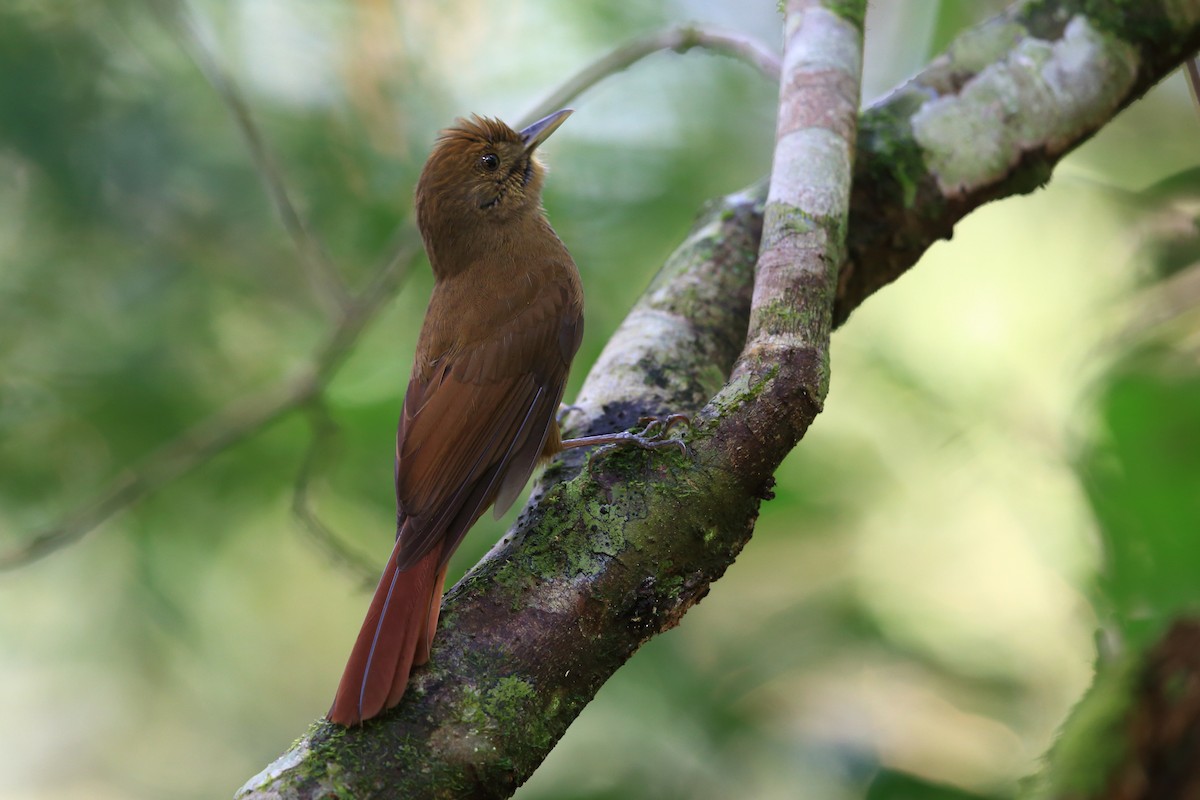 Plain-winged Woodcreeper (Plain-winged) - ML204206501