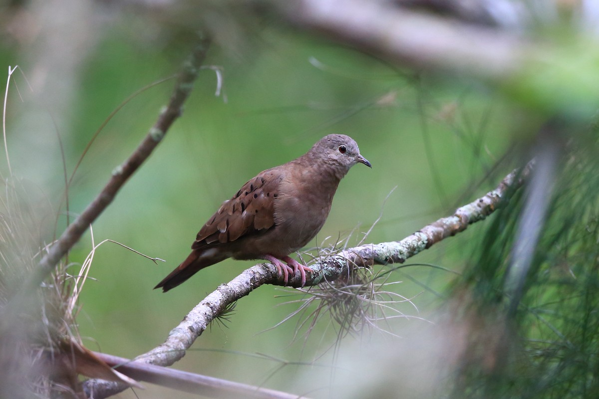 Ruddy Ground Dove - Josef Widmer