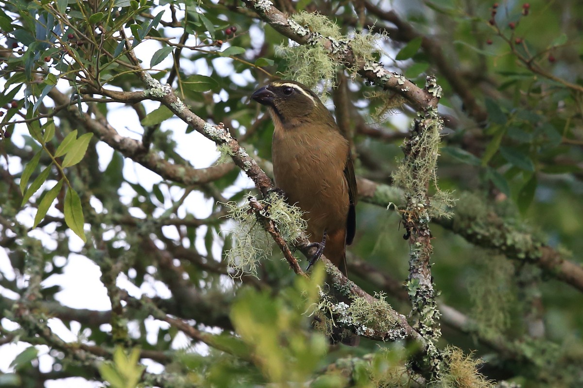 Thick-billed Saltator - ML204206591