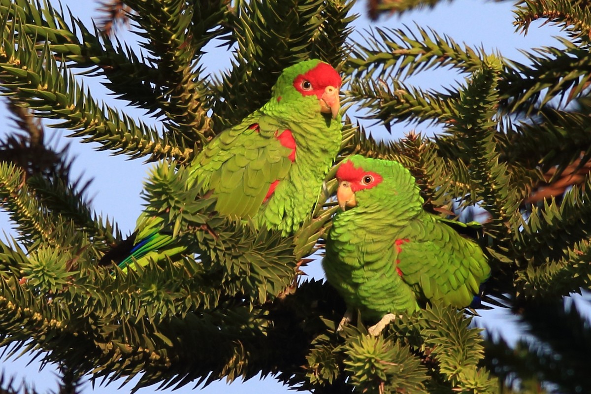 Red-spectacled Parrot - Josef Widmer