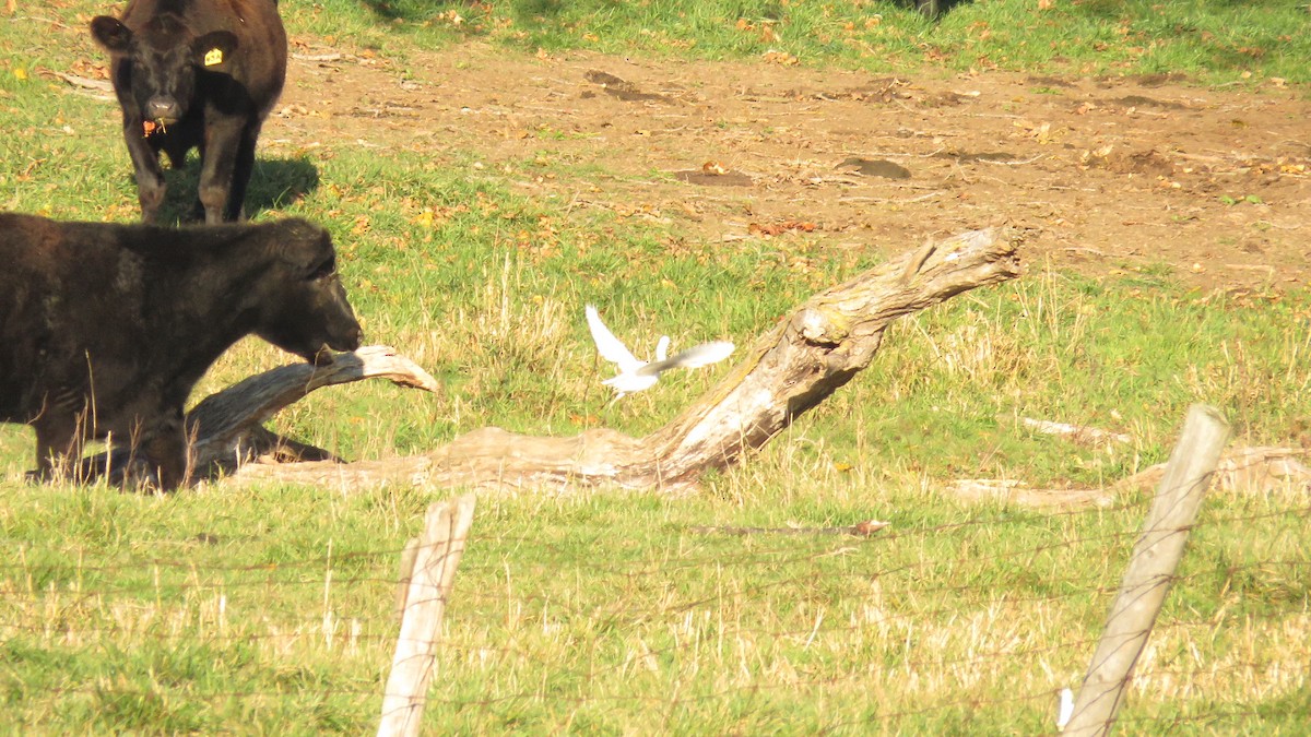 Western Cattle-Egret - ML20420661