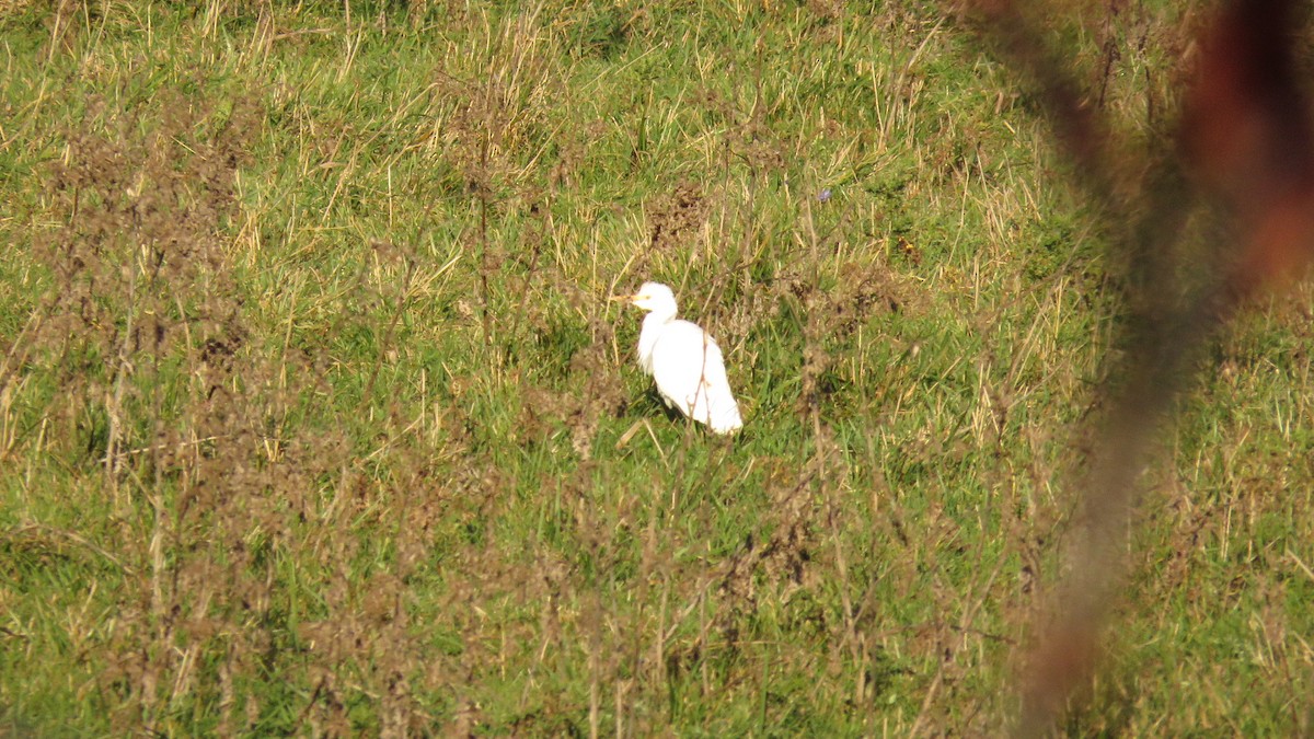 Western Cattle-Egret - ML20420671