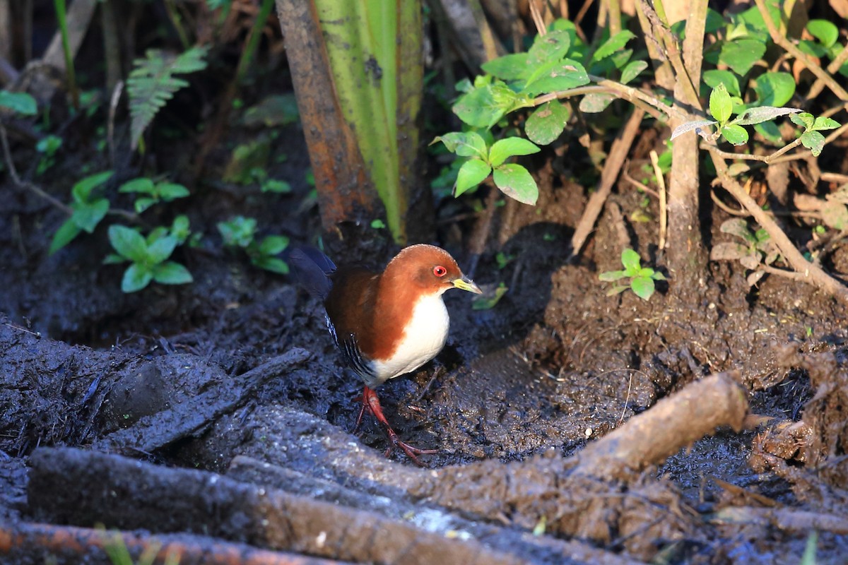 Red-and-white Crake - ML204206741