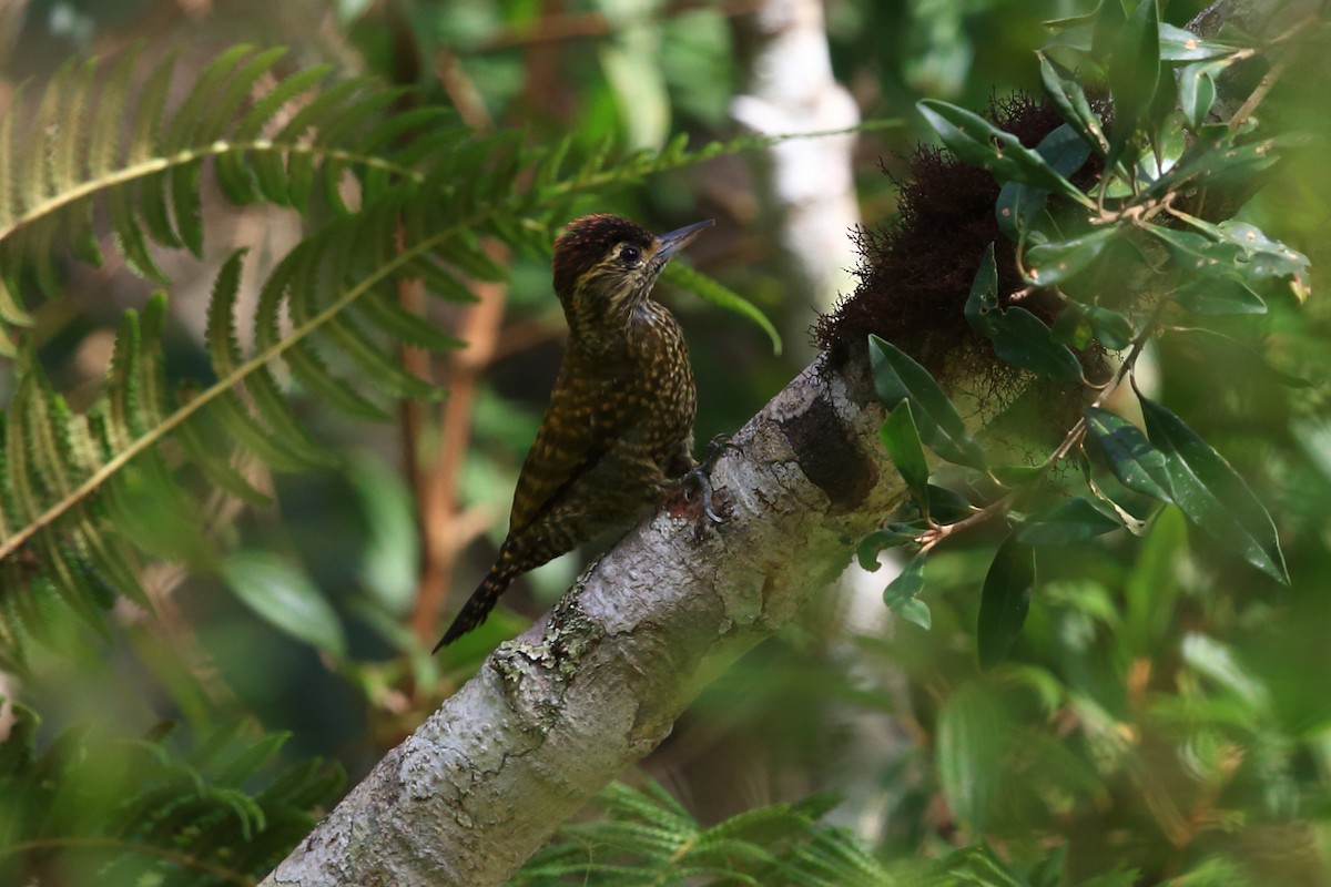 White-spotted Woodpecker - ML204206751