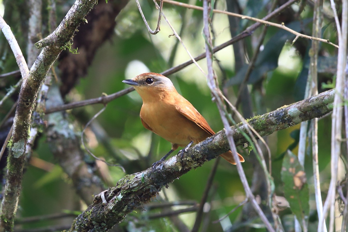 Chestnut-crowned Becard - ML204206761