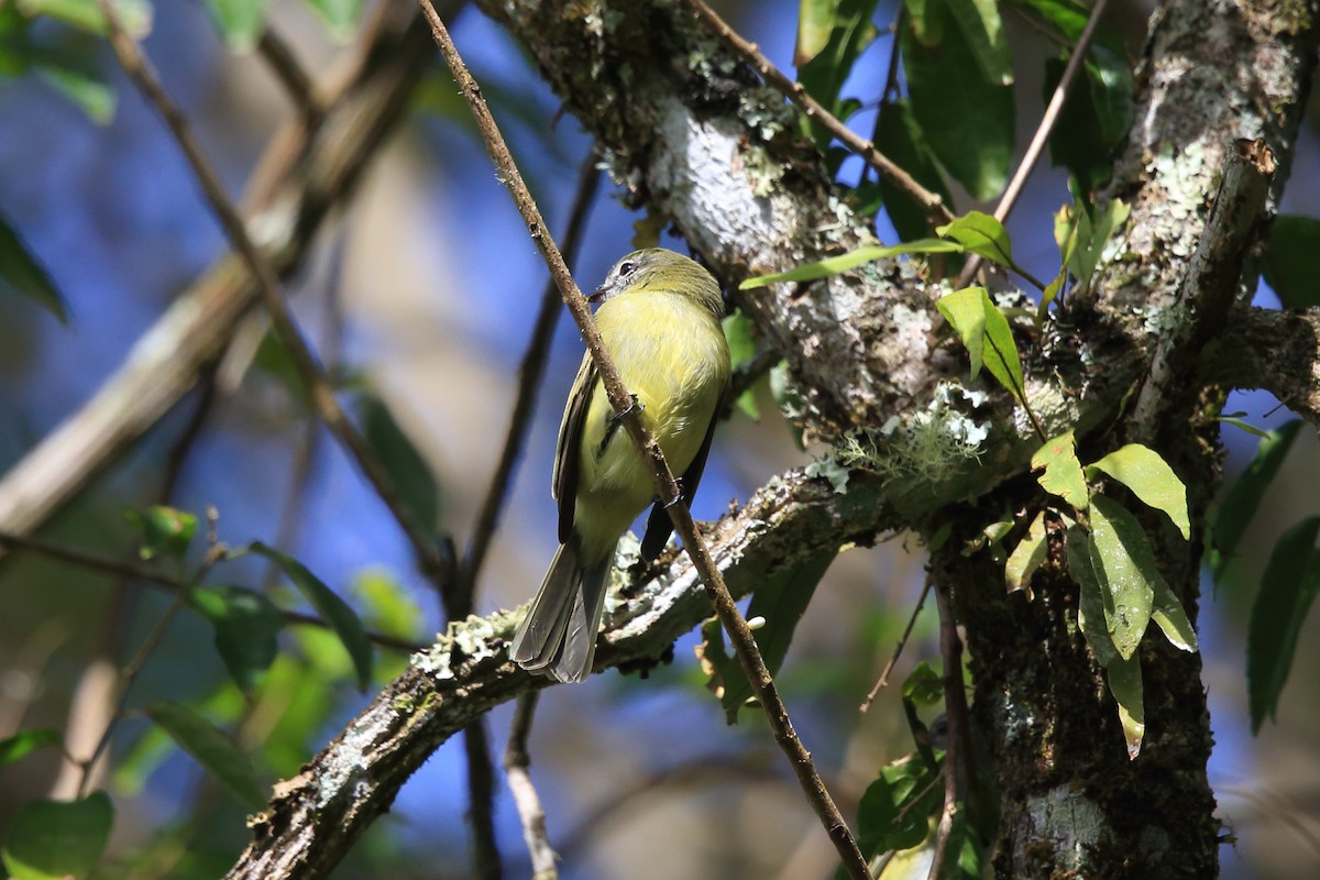 Planalto Tyrannulet - ML204206791