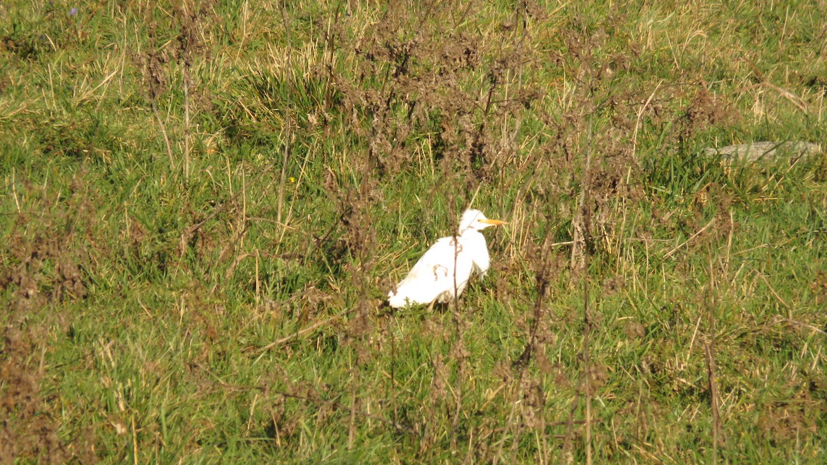 Western Cattle-Egret - ML20420681