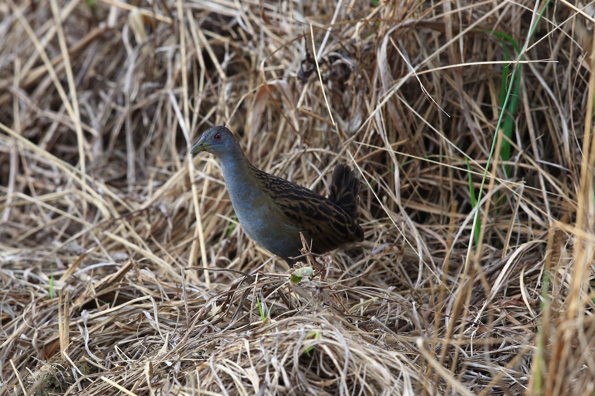 Ash-throated Crake - ML204206841