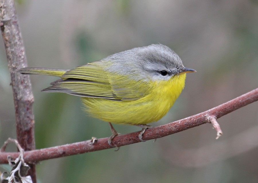 Gray-hooded Warbler - ML204206911