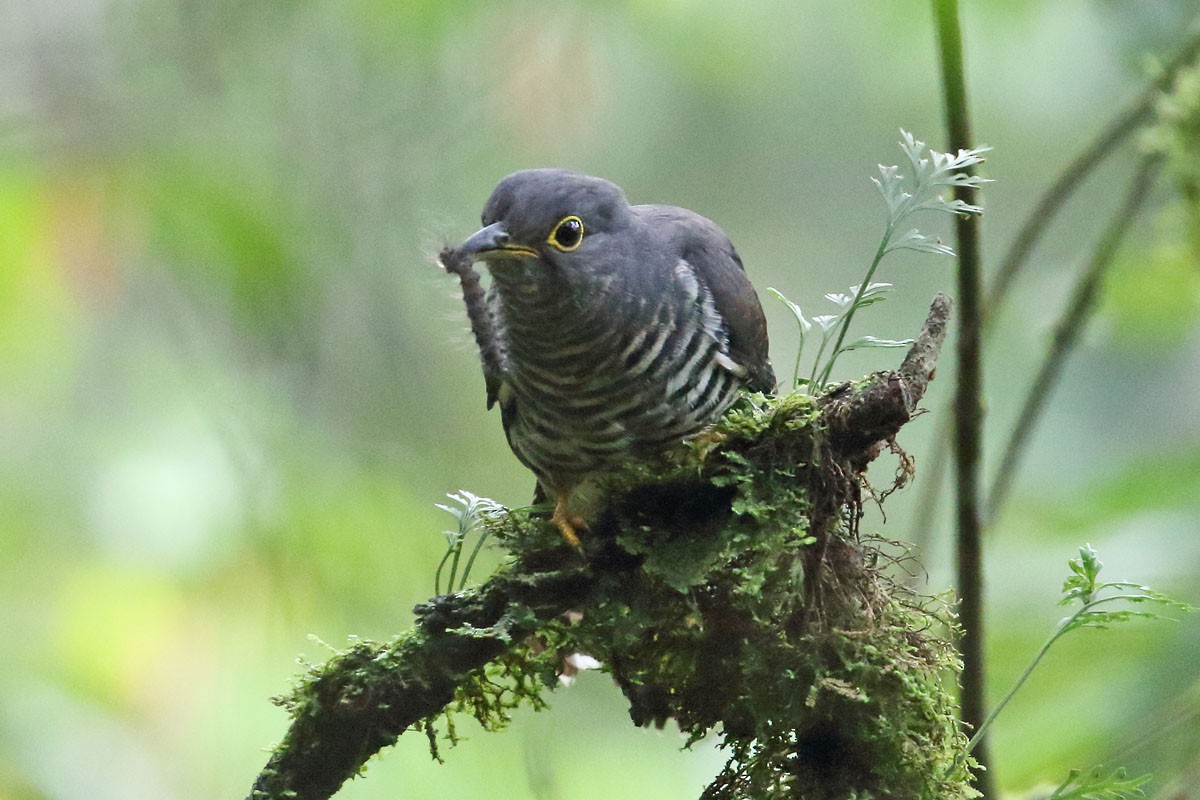 Dusky Long-tailed Cuckoo - ML204206971