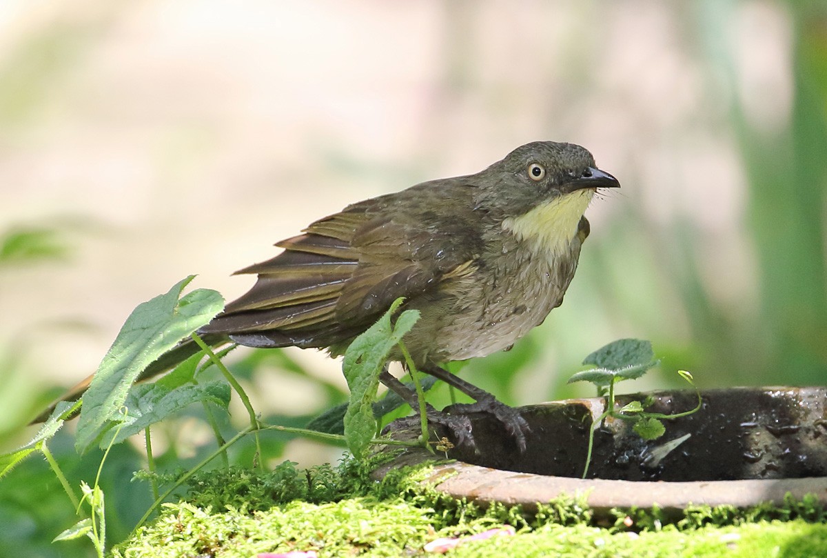 Pale-throated Greenbul (flavigula) - ML204207021