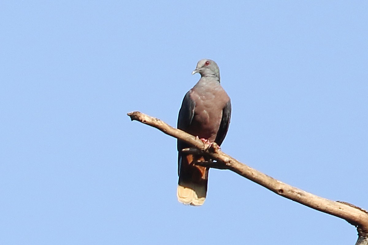 Bronze-naped Pigeon - ML204207031