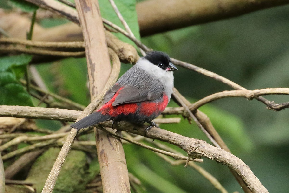 Kandt's Waxbill - ML204207091