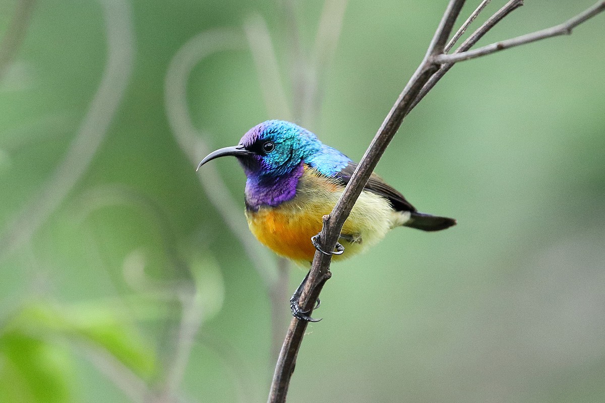 Variable Sunbird - Megan Perkins