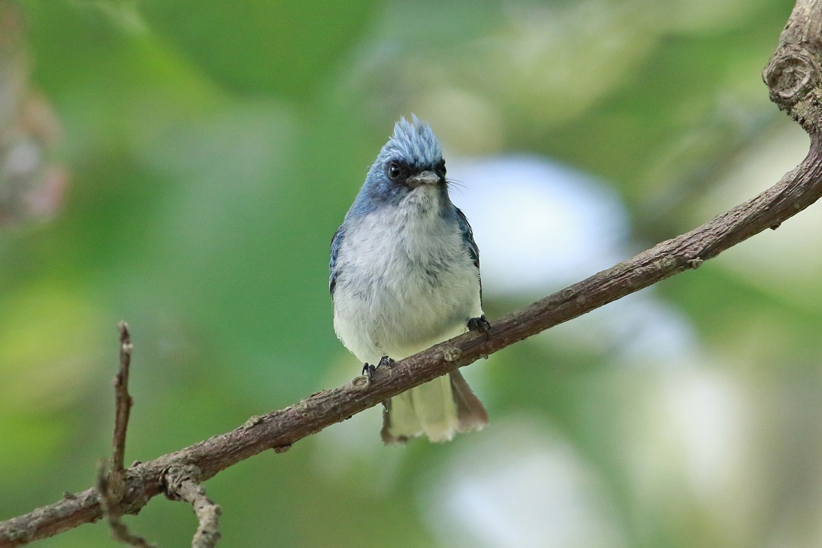 White-tailed Blue Flycatcher - Megan Perkins