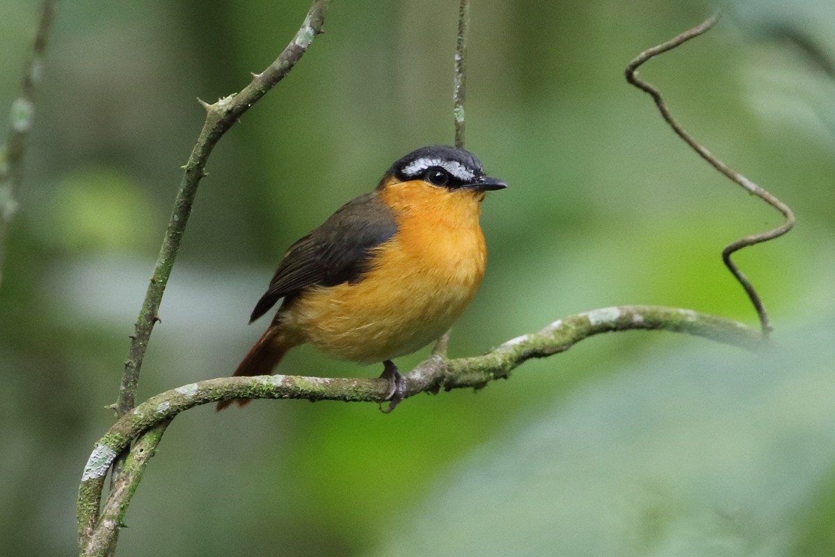 Gray-winged Robin-Chat - ML204207301