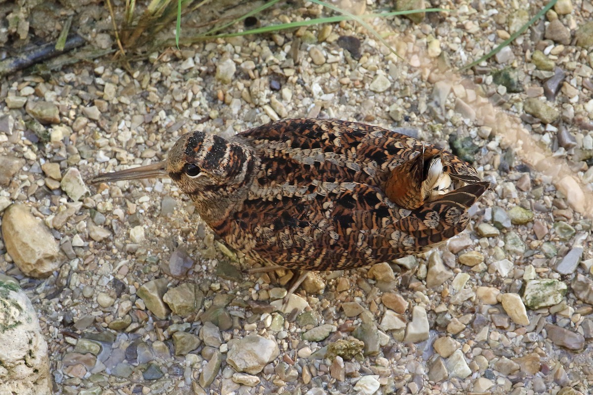 Eurasian Woodcock - ML204207341