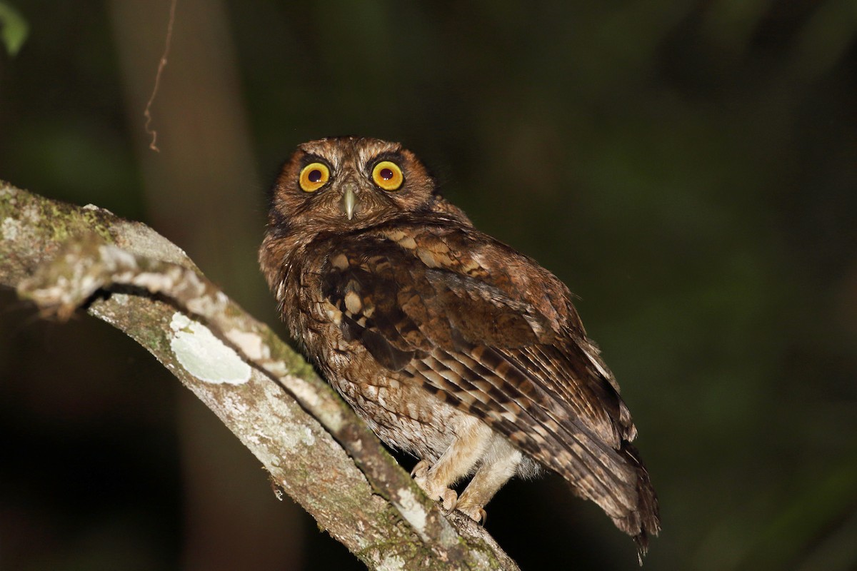 Black-capped Screech-Owl - ML204207391